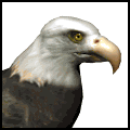 baldeagle.gif